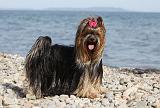 YORKSHIRE TERRIER 300